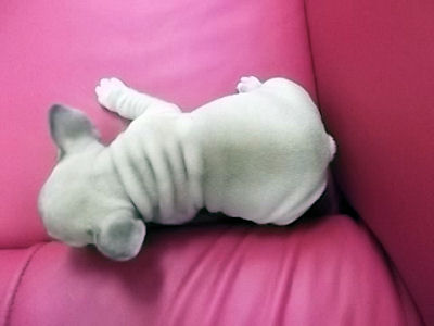 フレンチブルドッグ フォーン オス フレンチブルドッグ ブリーダー 子犬販売の専門店 AngelWan 神奈川 長野 山梨