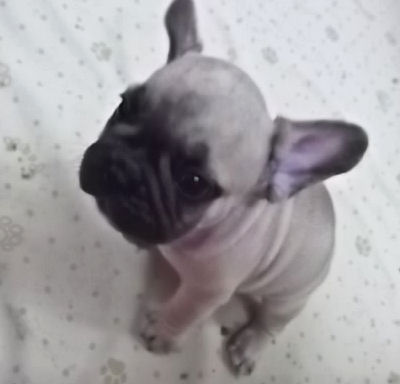 フレンチブルドッグ 小型犬 ムチムチ フレンチブルドッグ ブリーダー 子犬販売の専門店 AngelWan 滋賀 岐阜 三重