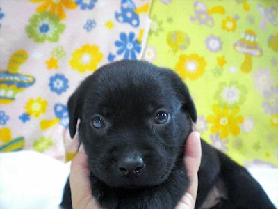 ラブラドール・レトリバー　ブリーダー　子犬販売の専門店　AngelWan　神奈川県