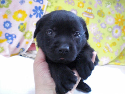 ラブラドール・レトリバー　ブリーダー　子犬販売の専門店　AngelWan　こいぬ　全国