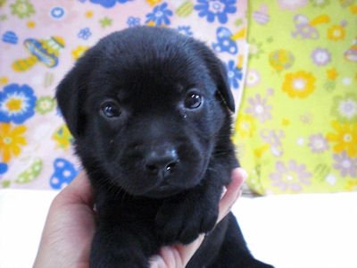 ラブラドール・レトリーバー　ブリーダー　子犬販売の専門店　AngelWan　横浜市戸塚区