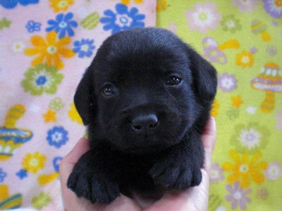 ラブラドール・リトリーバー 仔犬 黒 ラブラドールリトリーバー ブリーダー 子犬販売の専門店 AngelWan 横浜市 泉区