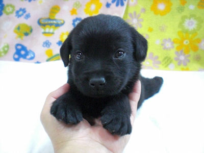 ラブラドール・レトリーバー こいぬ ペット ラブラドールリトリーバー ブリーダー 子犬販売の専門店 AngelWan 山梨 長野 静岡