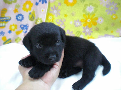 ラブラドール レトリバー 仔犬 ブリーダー ラブラドールリトリーバー ブリーダー 子犬販売の専門店 AngelWan 全国対応可能