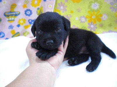 ラブラドール・レトリバー JKC チャンピオン直子 ラブラドールリトリーバー ブリーダー 子犬販売の専門店 AngelWan 空輸 手渡し