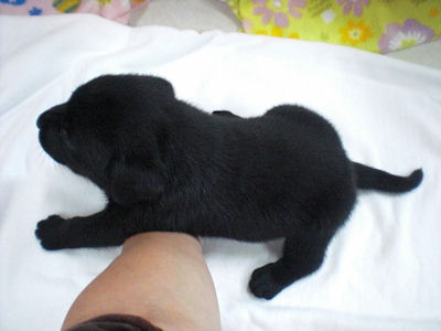 ラブラドール・レトリーバー　ブリーダー　子犬販売の専門店　AngelWan　大型犬