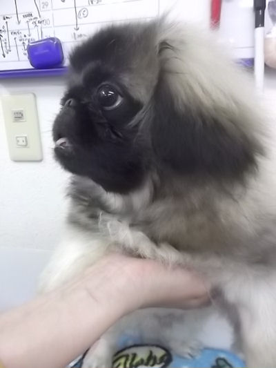 ペキニーズ　ブリーダー　子犬販売の専門店　AngelWan　横浜市　港北区　旭区　南区