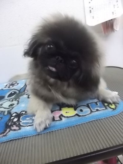 ペキニーズ　ブリーダー　子犬販売の専門店AngelWan　横浜　川崎　湘南　町田　相模原