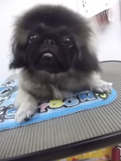 ペキニーズ　ブリーダー　子犬販売の専門店AngelWan　横浜　藤沢　茅ヶ崎　鎌倉　逗子