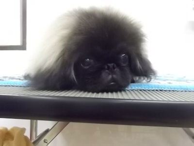 ペキニーズ　ブリーダー　子犬販売の専門店　AngelWan　青森　秋田　山梨　長野　静岡