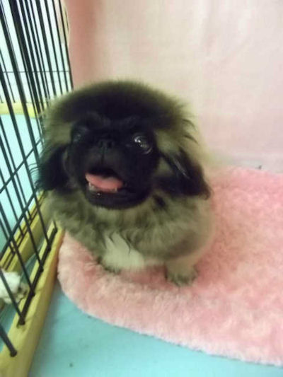 ペキニーズ　ブリーダー　子犬販売の専門店　AngelWan　神奈川　東京　千葉　埼玉