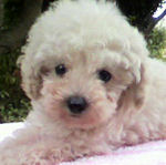 トイプードル　ブリーダー　子犬販売の専門店　AngelWan　横浜