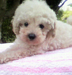 トイプードル　ブリーダー　子犬販売の専門店　AngelWan　横浜市　戸塚区　泉区　港北区