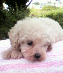 トイプードル　ブリーダー　子犬販売の専門店　AngelWan　湘南　相模原　東京　静岡