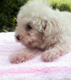 トイプードル　ブリーダー　子犬販売の専門店　AngelWan　藤沢　町田　小田原　横須賀