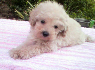 トイプードル　ブリーダー　子犬販売の専門店　AngelWan　青森　秋田　長野　山梨　静岡