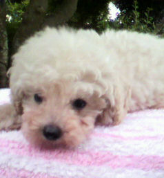 トイプードル　ブリーダー　子犬販売の専門店　AngelWan　横浜市　都筑区　港南区