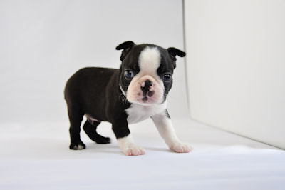 ボストンテリア ライト級 JKCチャンピオン直子 ボストンテリア ブリーダー 子犬販売の専門店 AngelWan 横浜 ペットショップ