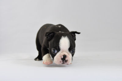 ボストンテリア ブリーダー 子犬直販 ボストンテリア ブリーダー 子犬販売の専門店 AngelWan 横浜市 戸塚区 泉区 栄区