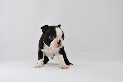 ボストン・テリア 小型犬 タキシード ボストンテリア ブリーダー 子犬販売の専門店 AngelWan 横浜 アメリカ JKC