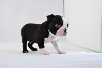 ボストン・テリア 仔犬 画像 ボストンテリア ブリーダー 子犬販売の専門店 AngelWan 湘南 町田 相模原 川崎