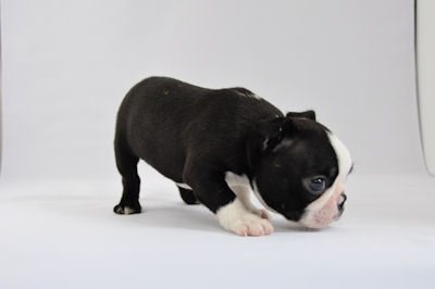 boston0919_a5 ボストンテリア ブリーダー 子犬販売の専門店 AngelWan 横浜市 旭区 都筑区 港北