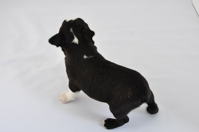 ボストン・テリア ペットショップ 横浜 ボストンテリア ブリーダー 子犬販売の専門店 AngelWan 青森 秋田 長野 静岡