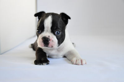 ボストン・テリア JKCチャンピオン直子 仔犬直販 ボストンテリア ブリーダー 子犬販売の専門店 AngelWan 横浜市 旭区 戸塚区 中区