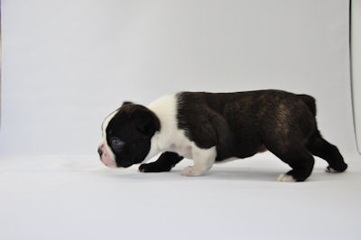 ボストンテリア タキシード 白黒 ボストンテリア ブリーダー 子犬販売の専門店 AngelWan 小型犬 ミドル級