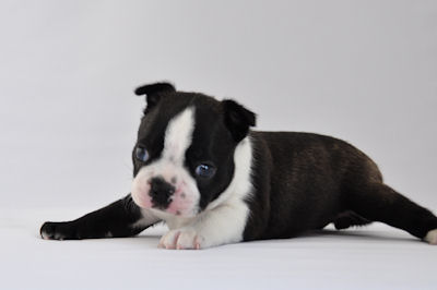 ボストン・テリア アメリカ 人気犬種 ボストンテリア ブリーダー 子犬販売の専門店 AngelWan 横浜 ペットショップ