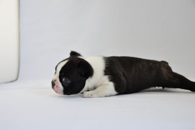 ボストンテリア ブリーダー 子犬直販 ボストンテリア ブリーダー 子犬販売の専門店 AngelWan 東京 神奈川 千葉 埼玉