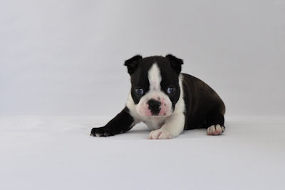 ボストン・テリア 全国対応可能 JKC ボストンテリア ブリーダー 子犬販売の専門店 AngelWan 青森 秋田 長野 山梨