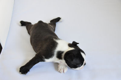 ボストンテリア ペットショップ 神奈川 ボストンテリア ブリーダー 子犬販売の専門店 AngelWan 横浜 空輸 陸送