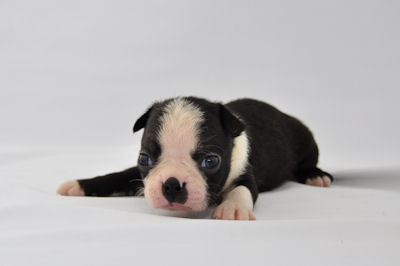 ボストンテリア　ブリーダー　子犬販売の専門店　AngelWan　横浜　JKC　血統書付き