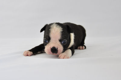 ボストンテリア　ブリーダー　子犬販売の専門店　AngelWan　横浜市　戸塚区　旭区　泉区