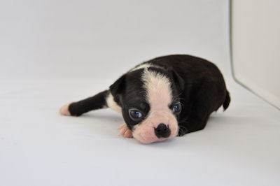 ボストンテリア　ブリーダー　子犬販売の専門店　AngelWan　湘南　川崎　町田　相模原