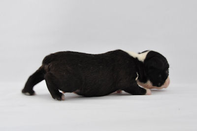 ボストンテリア　ブリーダー　子犬販売の専門店　AngelWan　ペットショップ　全国対応