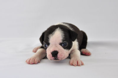 ボストンテリア　ブリーダー　子犬販売の専門店　AngelWan　東京　神奈川　千葉　埼玉