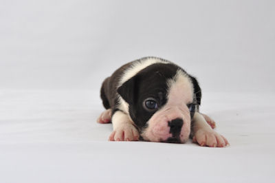 ボストンテリア　ブリーダー　子犬販売の専門店　AngelWan　秋田　青森　長野　横浜