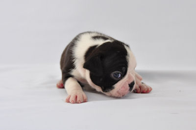 ボストンテリア　ブリーダー　子犬販売の専門店　AngelWan　ブサカワ　鼻ペチャ