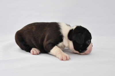 ボストンテリア　ブリーダー　子犬販売の専門店　AngelWan　横浜　ペットショップ