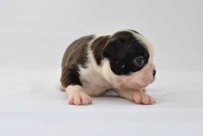 ボストンテリア　ブリーダー　子犬販売の専門店　AngelWan　タキシード　白黒　牛柄