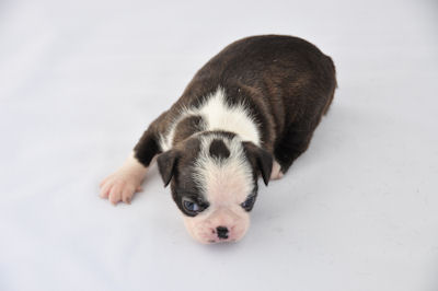 ボストンテリア　ブリーダー　子犬販売の専門店　AngelWan　横浜　静岡　岐阜　三重