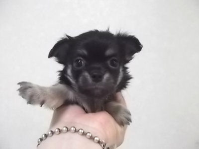 チワワ　ブリーダー　子犬販売の専門店　AngelWan　横浜　湘南　川崎　町田　相模原