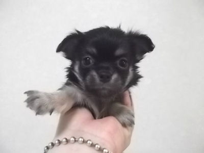 チワワ　ブリーダー　子犬販売の専門店　AngelWan　東京　静岡　三重　岐阜　山梨