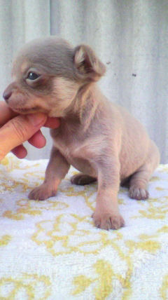 スムチー イザベラ こいぬ チワワ ブリーダー 子犬販売の専門店 AngelWan 横浜 ペットショップ スムースコート