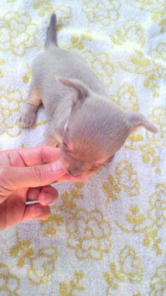 チワワ S ペットショップ 横浜 チワワ ブリーダー 子犬販売の専門店 AngelWan 青森 秋田 新潟 山形 長野 山梨