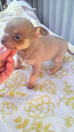 CHIHUAHUA メキシコ 小ぶり チワワ ブリーダー 子犬販売の専門店 AngelWan 横浜市 戸塚区 泉区 都筑区