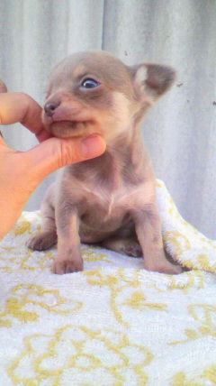 チワワ 小ぶり ペットショップ 横浜 チワワ ブリーダー 子犬販売の専門店 AngelWan 湘南 川崎 町田 相模原 小田原