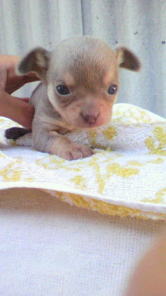 チワワ イザベラ スムース チワワ ブリーダー 子犬販売の専門店 AngelWan 横浜 ペットショップ 全国対応